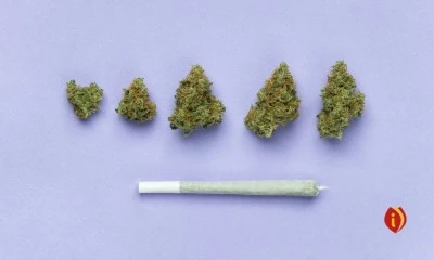 Impacto de la venta de cannabis en estancos tradicionales