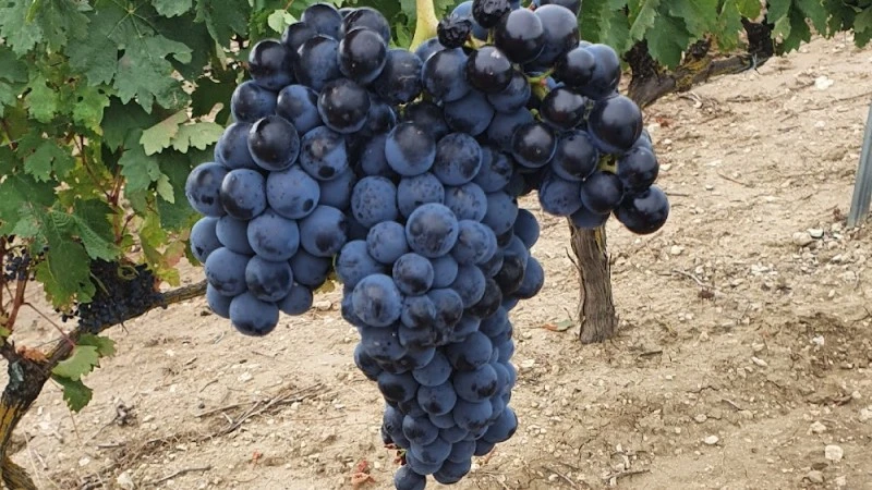 Bodega Carreprado