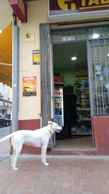 Expendeduria Número 11
