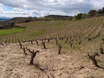 Bodega Emilio Valerio - Laderas de Montejurra
