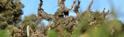 Bodegas Ribera de Pelazas S.L.
