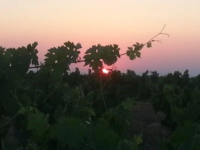 BODEGA NEGÓN SL