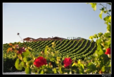Bodegas Durón