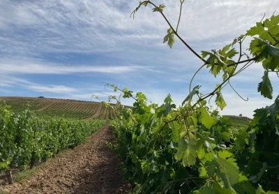 Bodegas Federico y Bodegas Vallarín en Pesquera de Duero, Valladolid